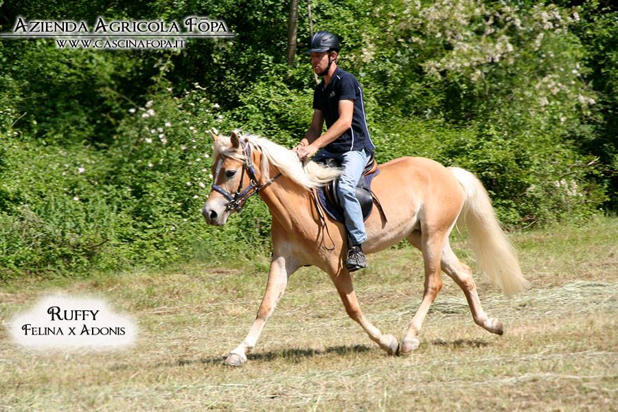 haflinger in vendita passegiate