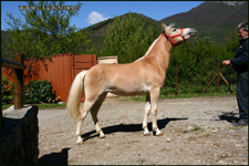 vendita haflinger migliorato