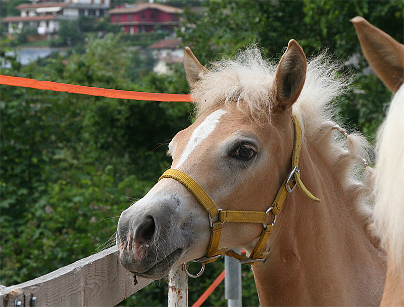 puledra