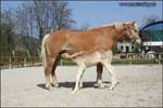 allevamento cavalli haflinger