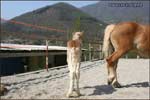 allevamento cavalli haflinger