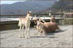 allevamento cavalli haflinger