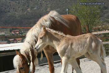 allevamento cavalli haflinger