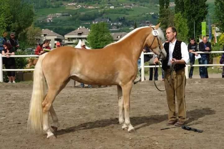 fattrice haflinger i lena w