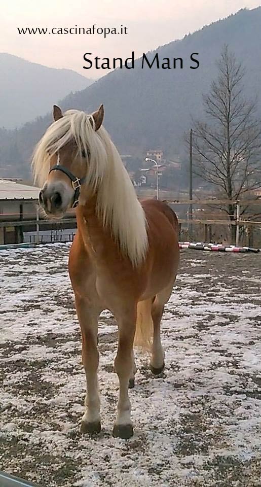 stallone haflinger prima classe