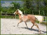 vendita haflinger