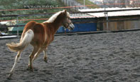 vendita haflinger