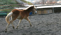 vendita haflinger