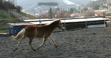 vendita haflinger