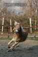 vendita haflinger