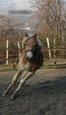 vendita haflinger