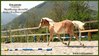 vendita haflinger