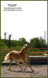 vendita haflinger
