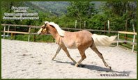 vendita haflinger