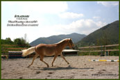 vendita haflinger
