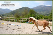 vendita haflinger
