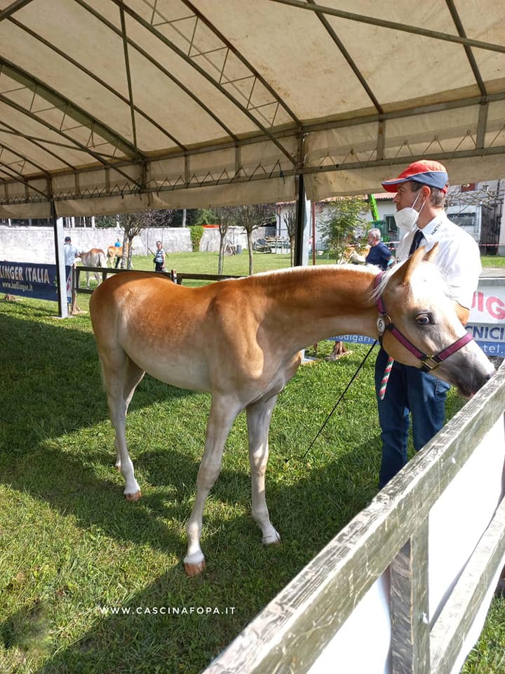 puledro haflinger in vendita