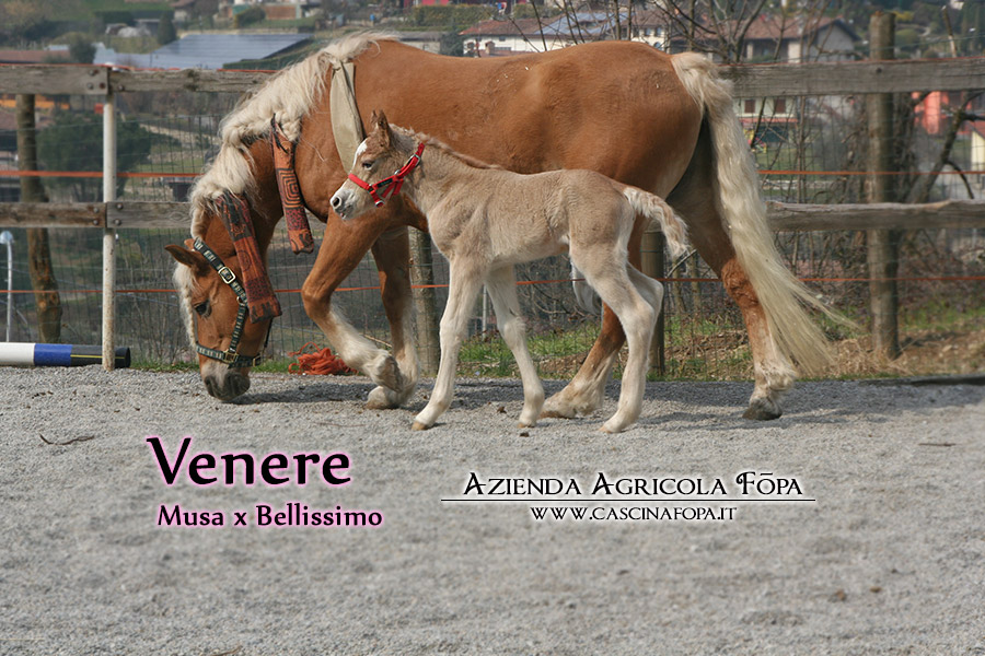 vendesi haflinger