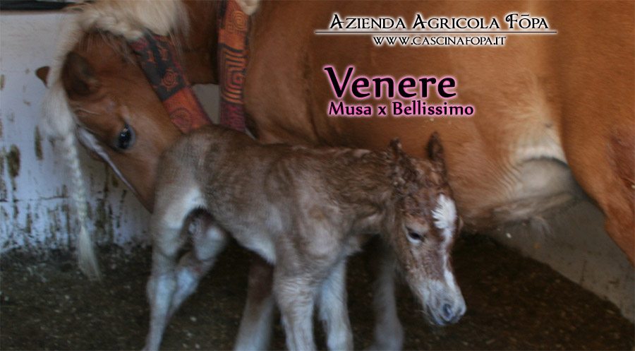giovane haflinger