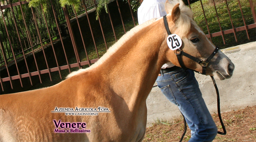 puledro haflinger