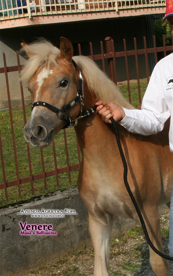 puledro haflinger