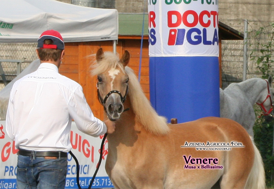 puledro haflinger