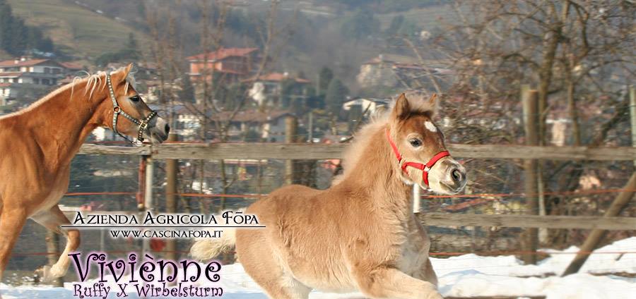 vendesi haflinger