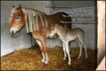 allevamento cavalli haflinger