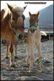cavalli haflinger