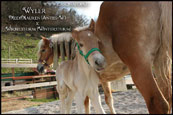 fattrice haflinger