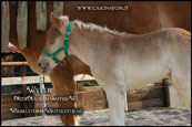 cavalli haflinger e puledri
