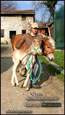 puledro in capezza