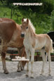 passeggiata haflinger