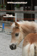 giovane stallone haflinger