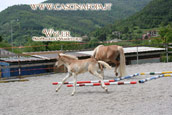 galoppo haflinger