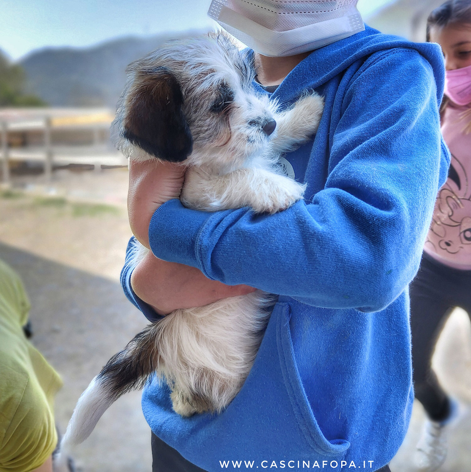 jack russell ruvido cucciolo allevamento