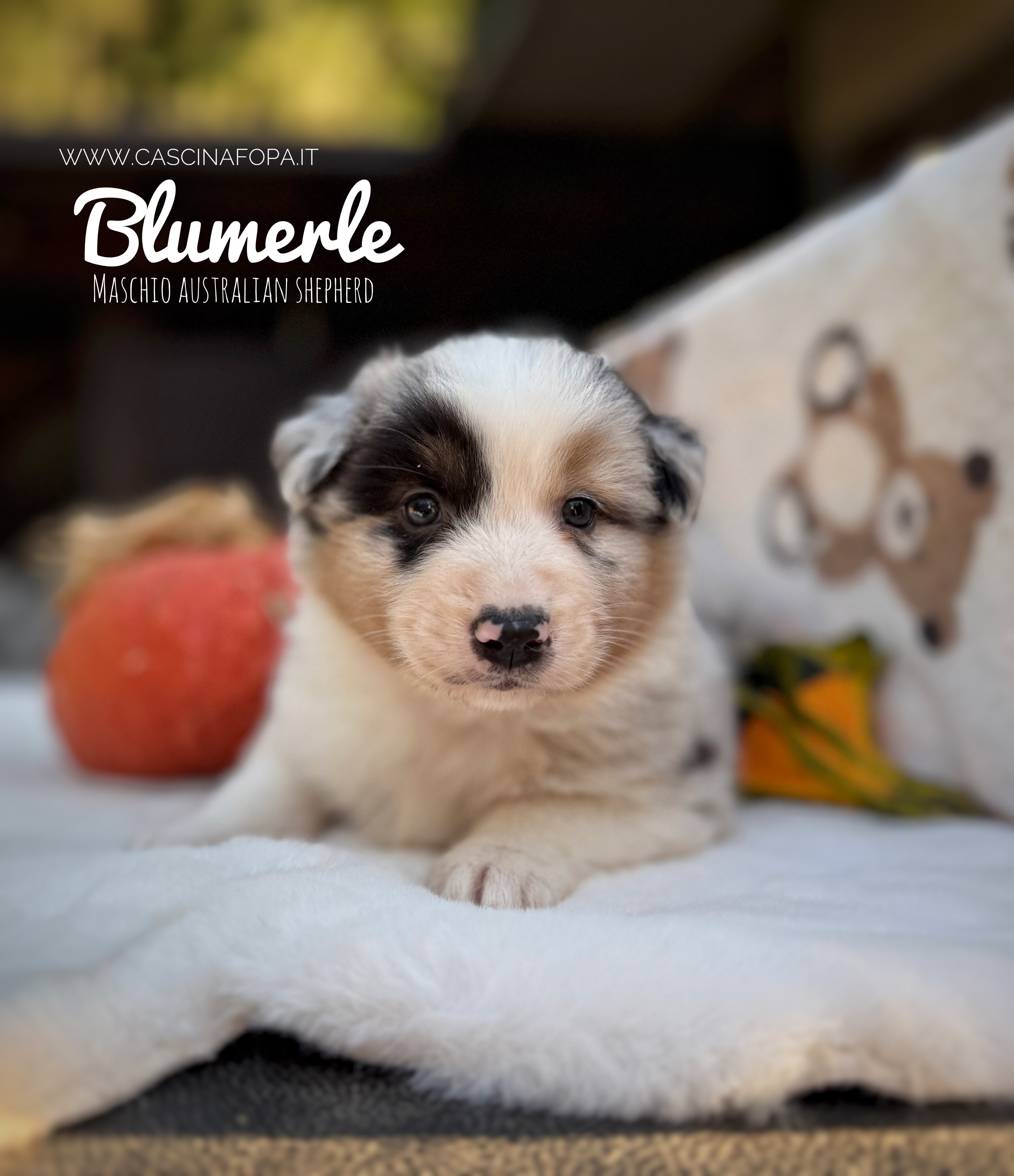 australian shepherd redmerle