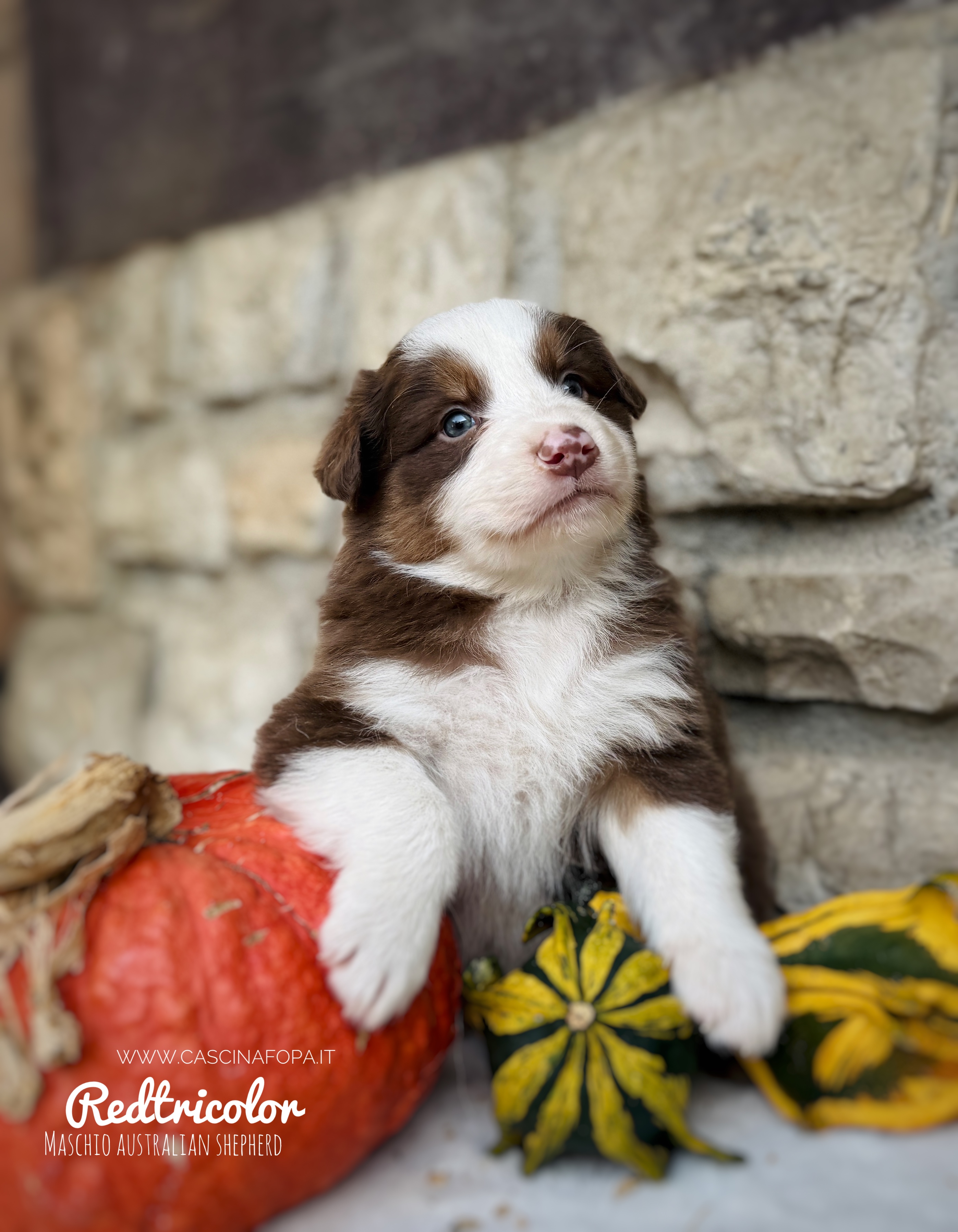 australian shepherd redmerle
