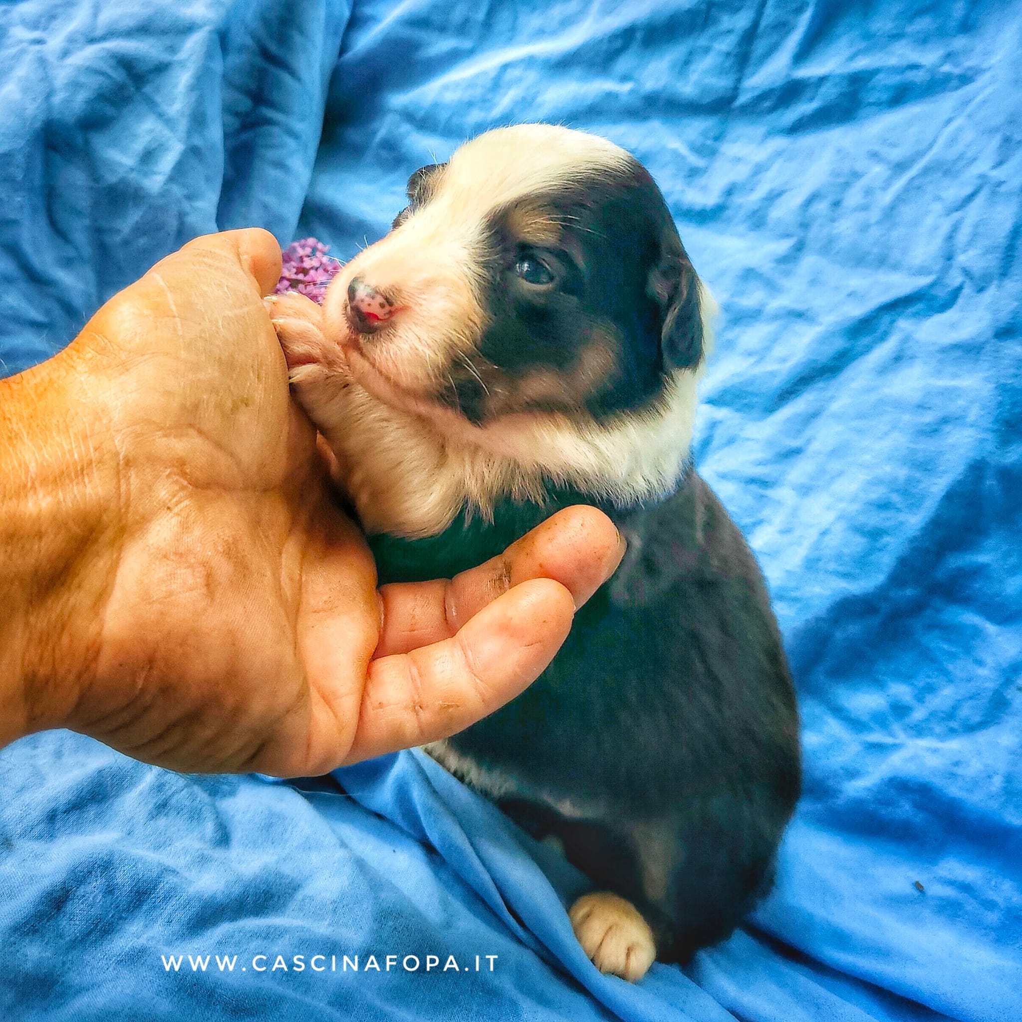 australian shepherd cuccioli