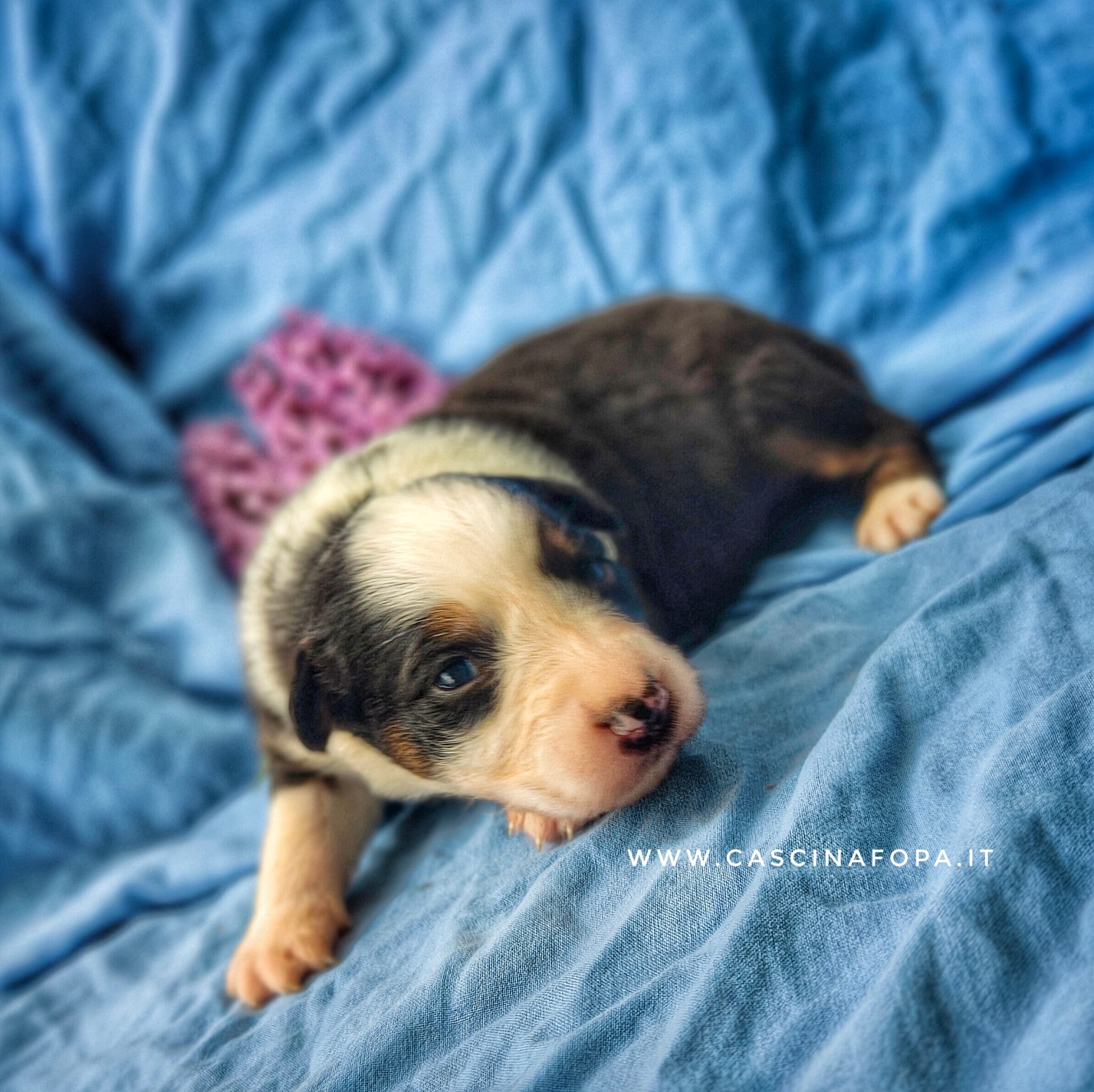 australian shepherd cuccioli