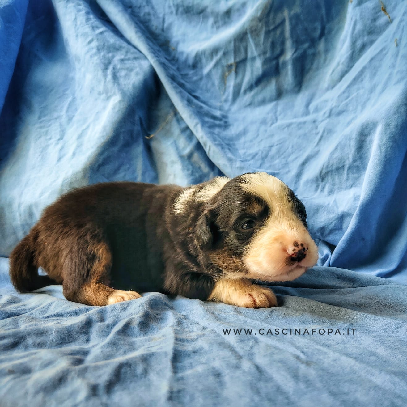 australian shepherd cuccioli