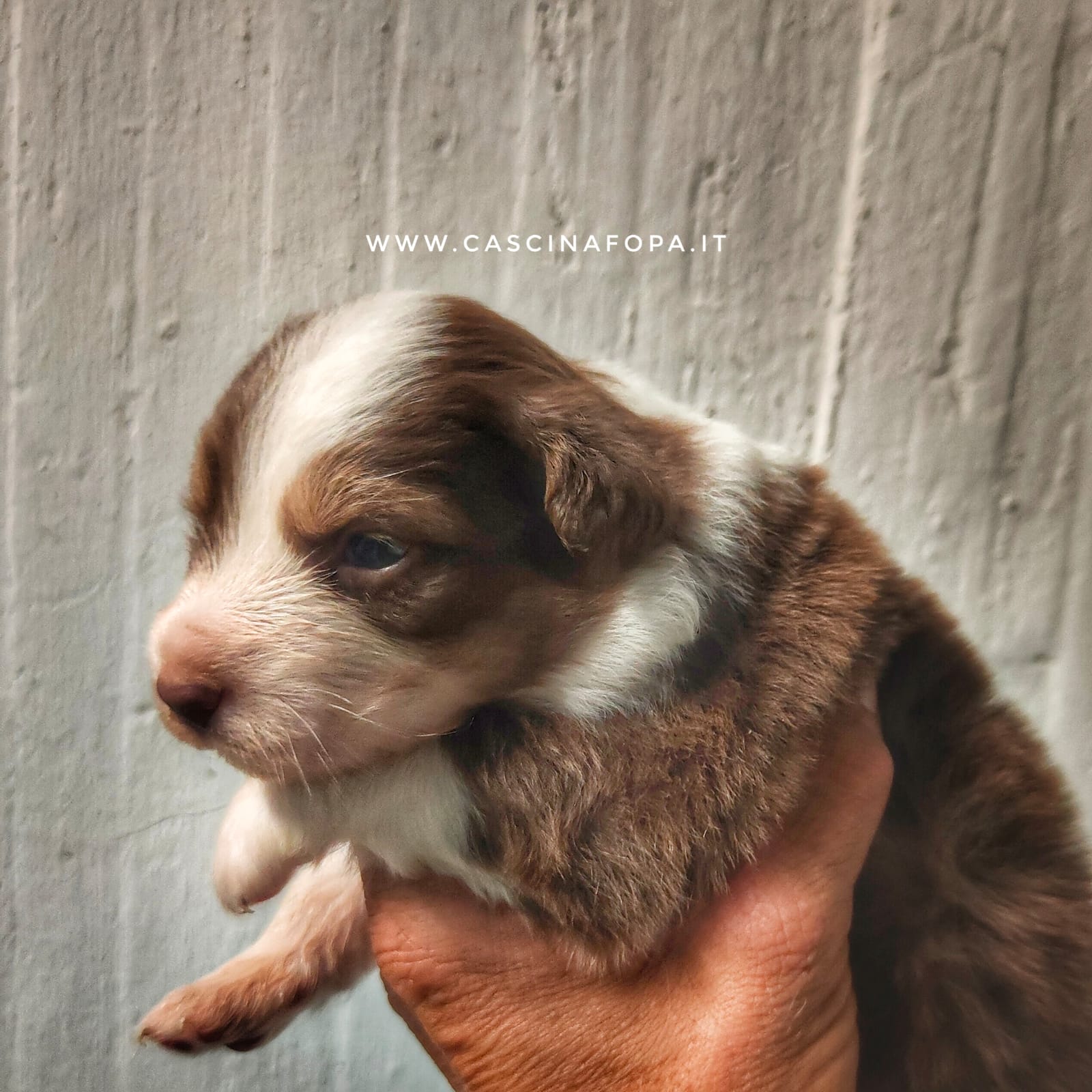 australian shepherd red tricolor