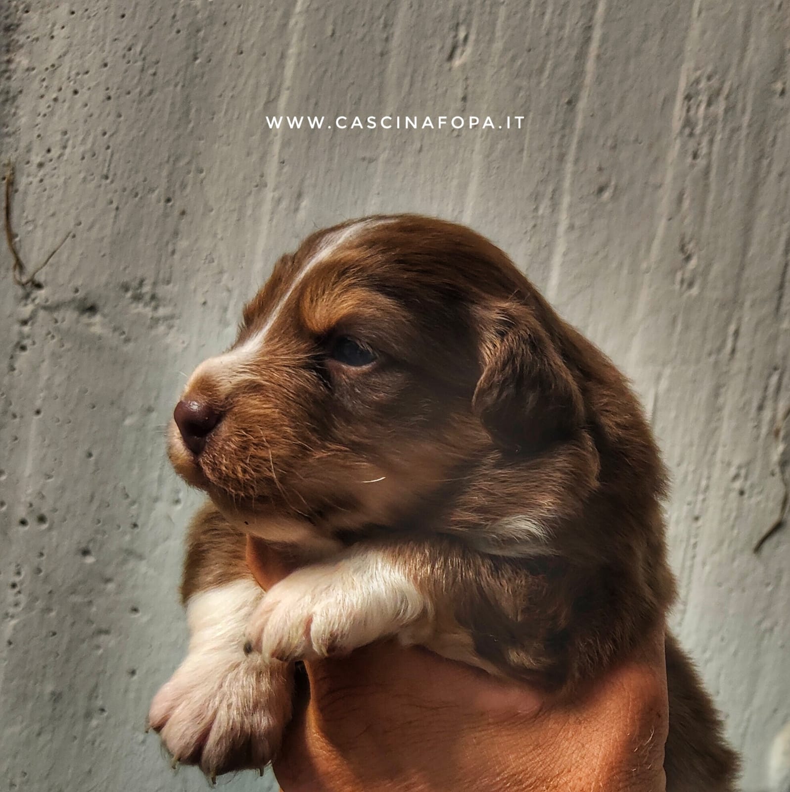 australian shepherd redtricolor