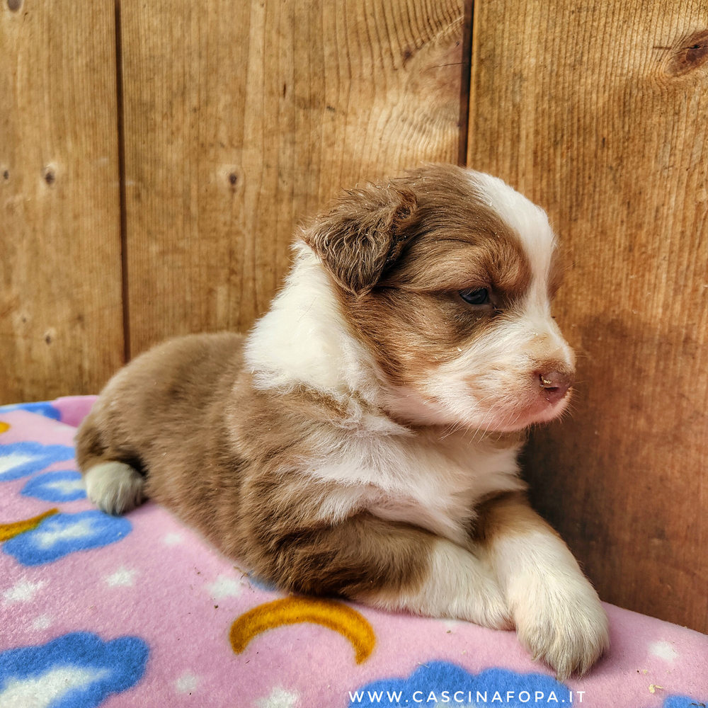 australian shepherd red tricolor allevamento e cucciolate in provincia di bergamo
