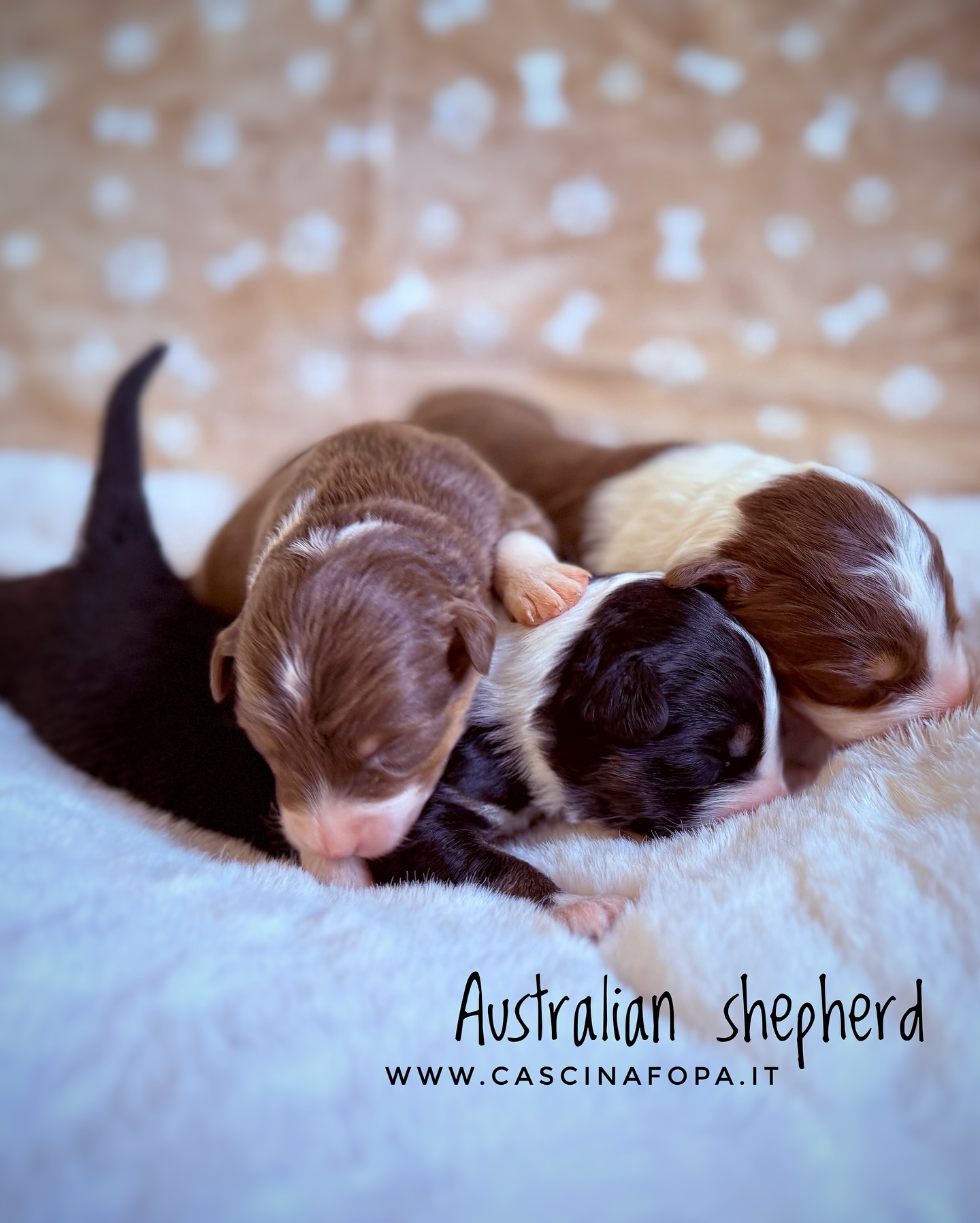 australian shepherd redmerle