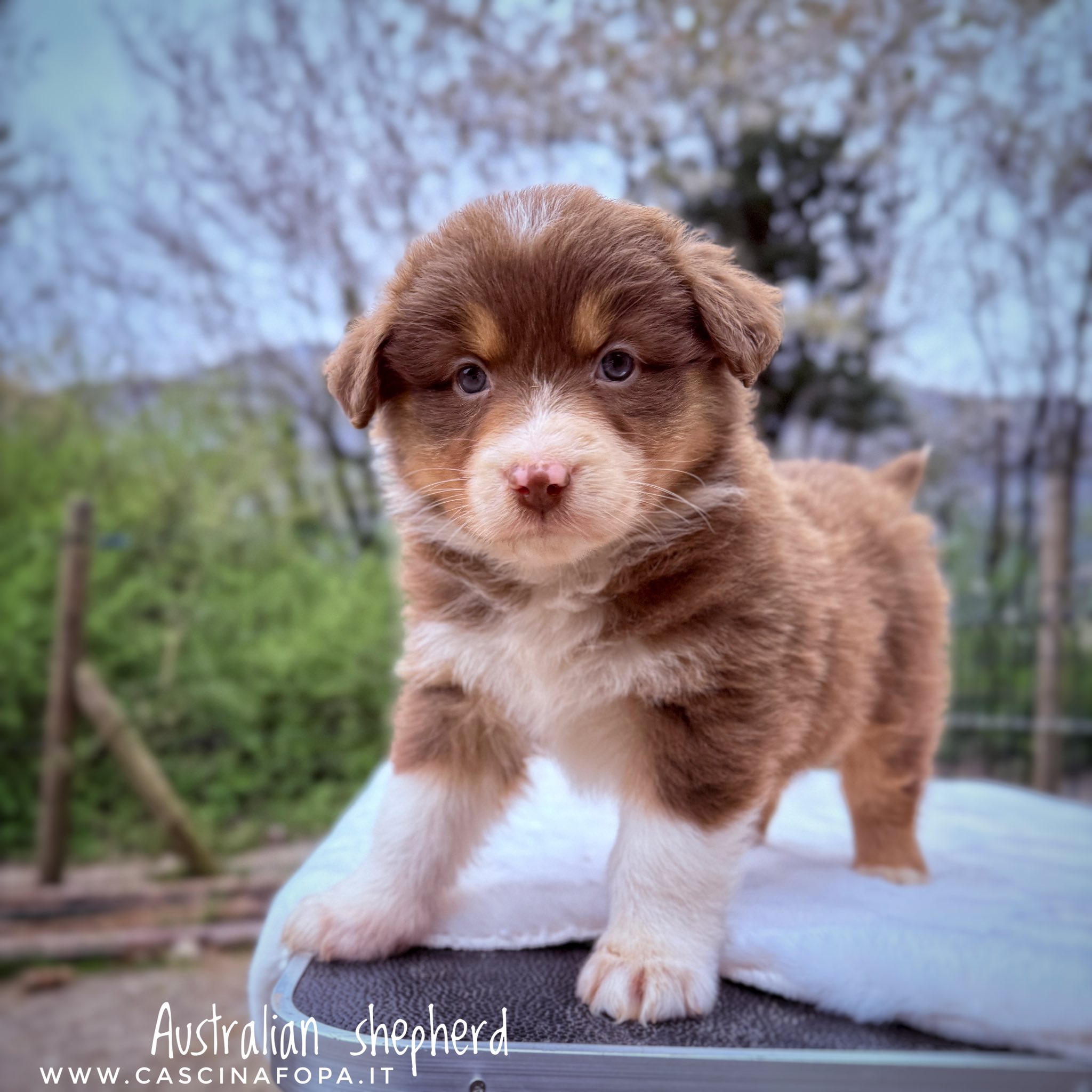 australian shepherd cuccioli