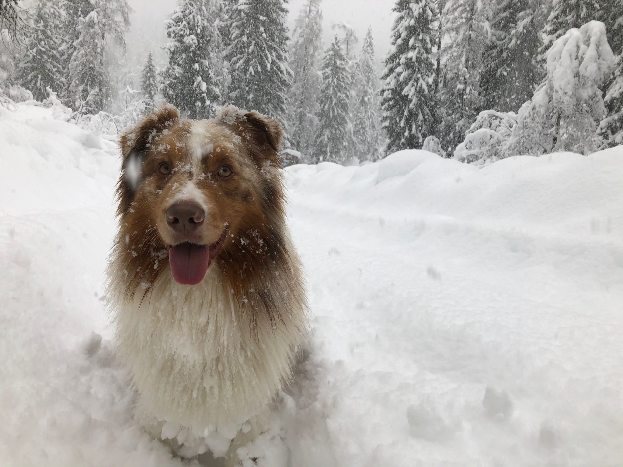 red merle