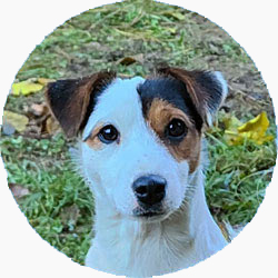 jack russell tricolor
