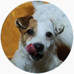 jack russell bianco tan