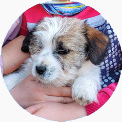 jack russell pelo ruvido